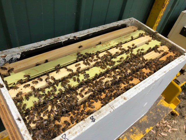 Full Depth Bee Hive with Bees. Deposit $50. Full Price $595