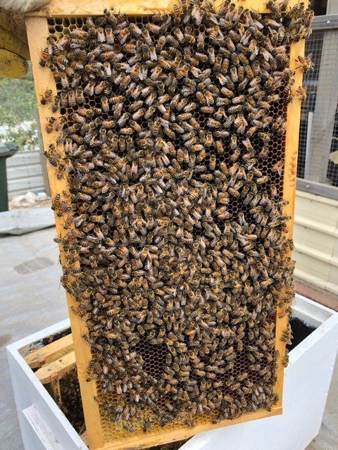 Nuc starter colony with Bees. Deposit $50. Full Price from $280