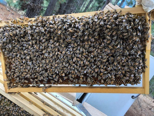 Nuc starter colony with Bees. Deposit $50. Full Price from $280