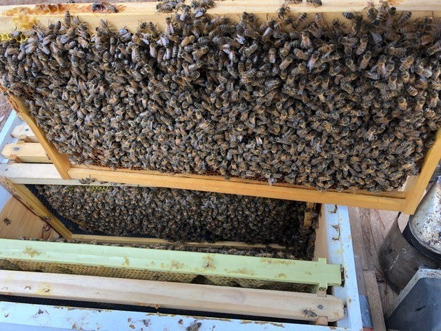 Full Depth Bee Hive with Bees. Deposit $50. Full Price $590