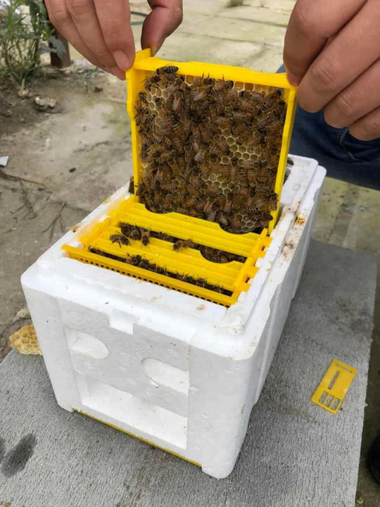 Mini Poly Bee Hive